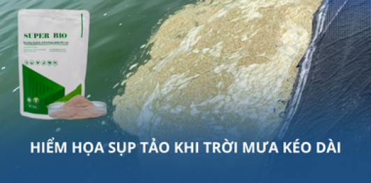 Hiểm họa sụp tảo khi trời mưa kéo dài